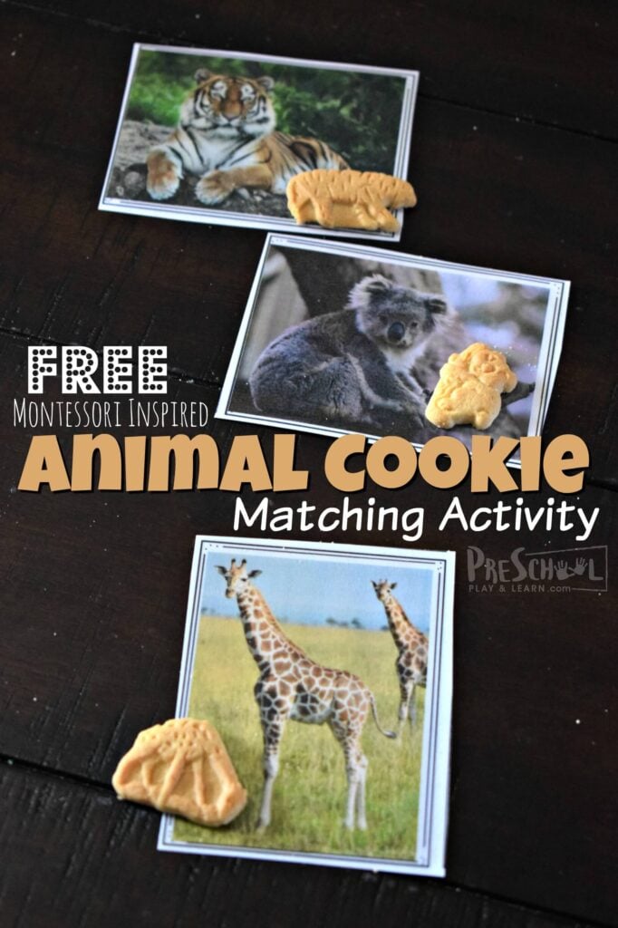 Kids will go nuts over this animal matching activity that uses beautiful realistic free printable animal cards with yummy Animal Cookies for a fun matching game for kids. This animal activity is perfect for toddler, preschool, pre-k, and kindergarten age children. Not only does this science activity help kids become familiar with animals for kids, but it is great for working on visual discrimination and problem solving skills too.  Simply download pdf file and grab a box of animal crackers and you are ready for a really fun Preschool Animal Activities.
