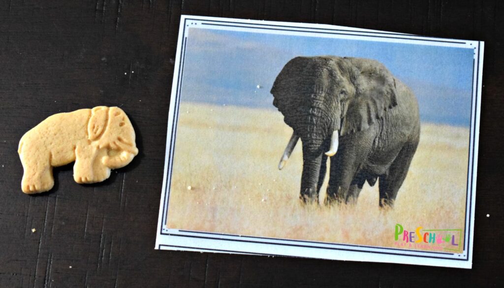 matched elephant animal cookie with picture of real elephant