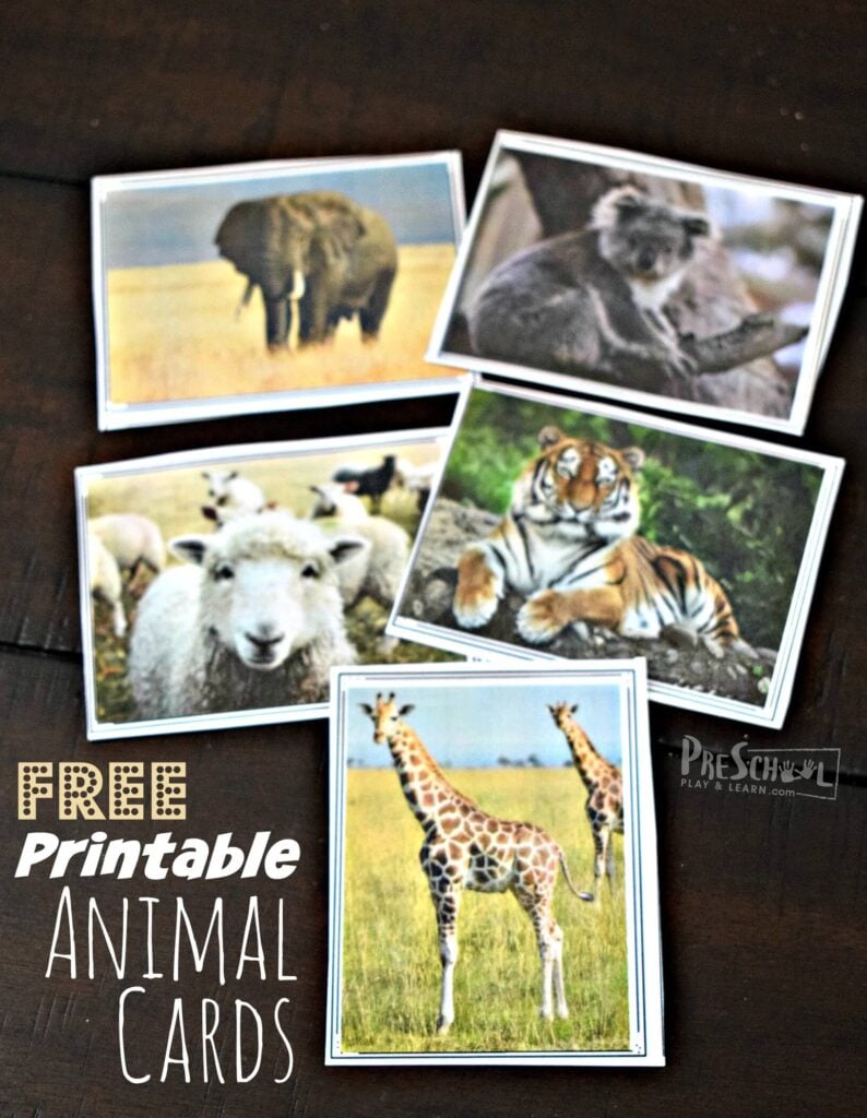 FREE Printable Animal Cards for montessori activities