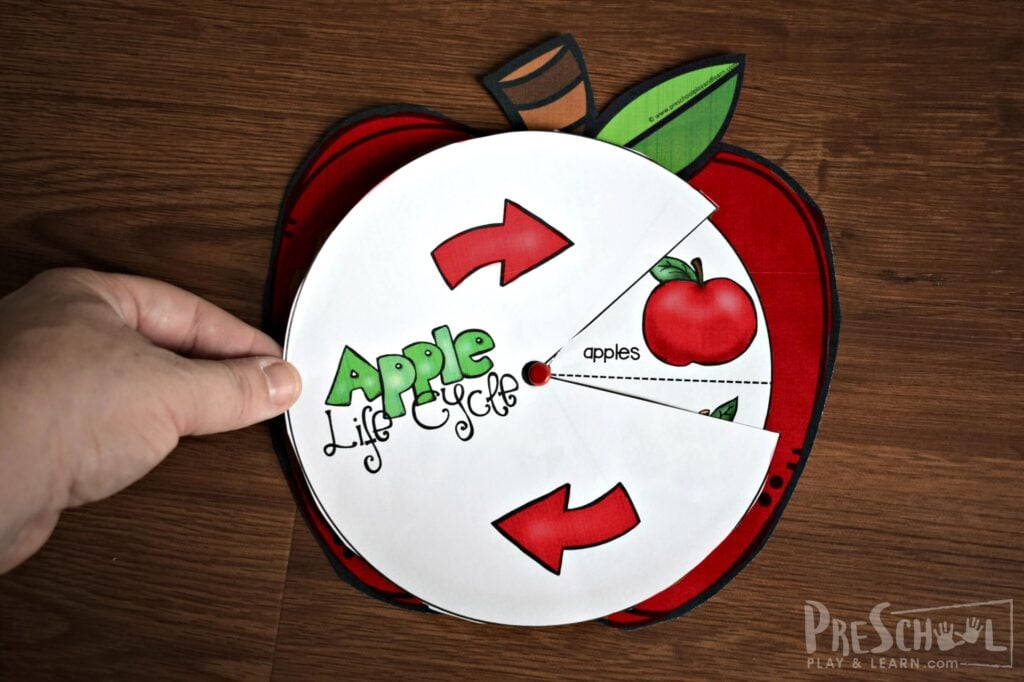 Super cute Apple Life Cycle Printable that makes a fun activity for preschoolers an dkindergartners to learn about life cycles in September