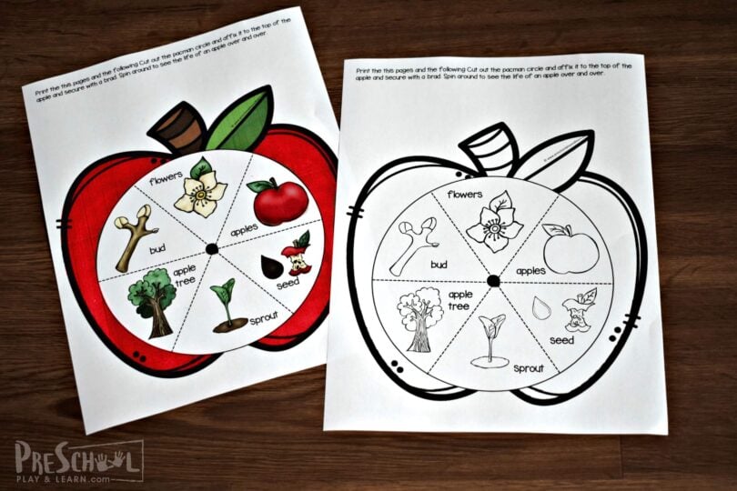 FREE Printable Apple Life Cycle Spinner Activity