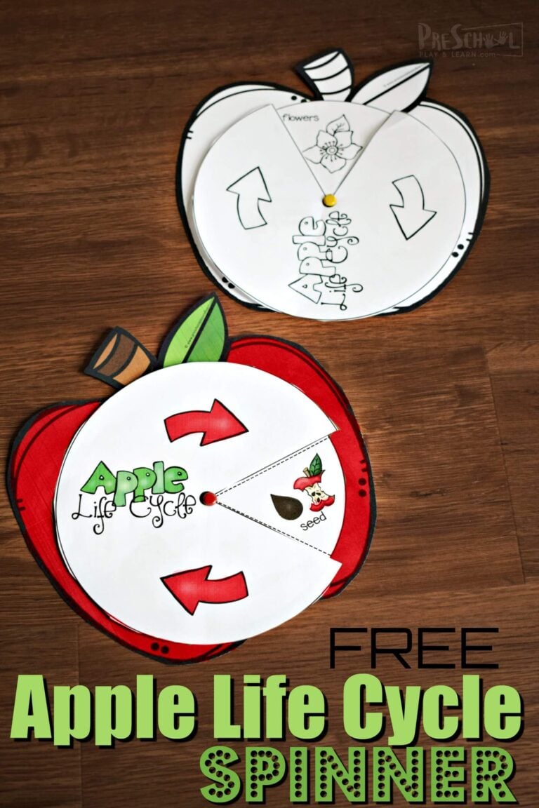 FREE Printable Apple Life Cycle Spinner Activity