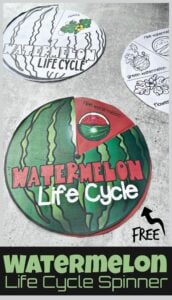 Watermelon Life Cycle Spinner Printable