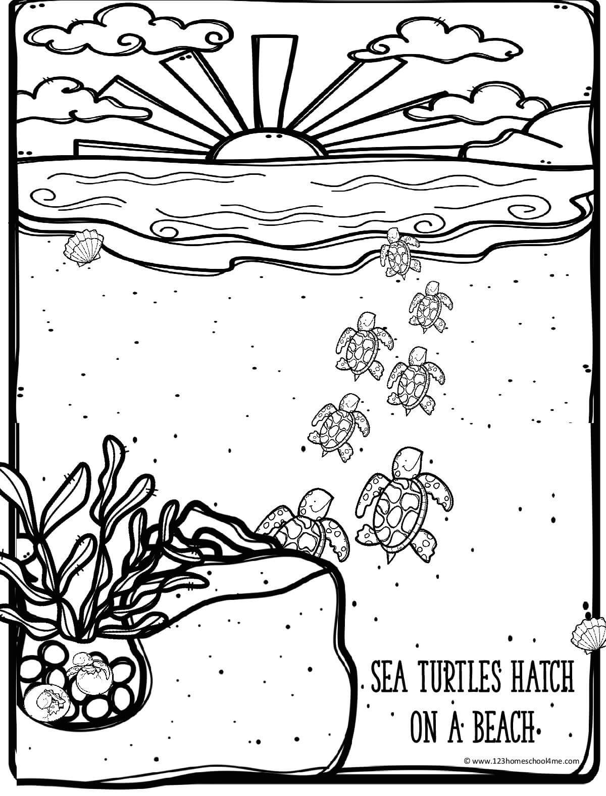 FREE Ocean Coloring Pages