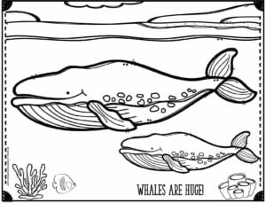big blue whale and her calf in the ocean coloring sheet