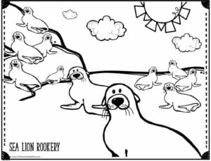 colony of sea lions on a rookery