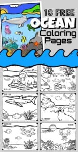 Grab your crayons and have fun going under the sea with 18 super cute Ocean Coloring Pages for kids of all ages to color and explore aquatic animals - whales, dolphins, eels, sand dollars, sea stars, fish, sharks, coral, crabs, lobster, walrus, jellyfish, squid, and more. Fun , free coloring pages for toddler, preschool, pre k, kindergarten, grade 1 and grade 2