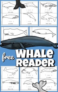 This super cute, free Whale Printable helps preschool, pre k, kindergarten and first grade students learn about whales. This color, read, and learn activity is perfect for sneaking in some fun preschool science. 