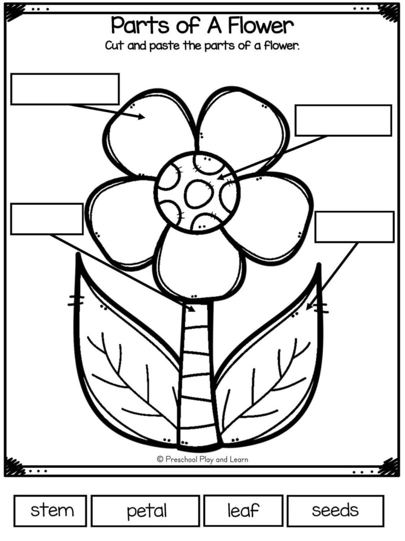Free Printable Parts Of A Flower Worksheet Pdf