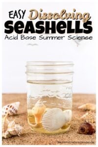 Seashell Activities