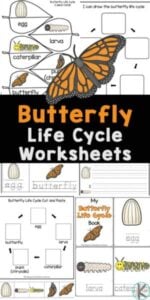 free printable butterfly life cycle worksheets