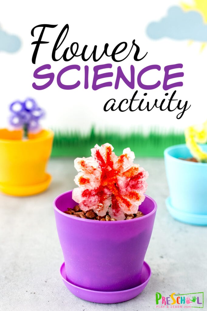Spring is a great time to dive into this beautiful and fun spring science project! This flower science experiment is an flower craft, flower activity, and flower science all mixed into one amazing Flower STEM activity! This flower activity for preschool, pre-k, kindergarten, and first grade allows children to make and grow their own flower crystals. This is a fun spring activity for kids!