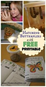 hatching butterflies printable acticity