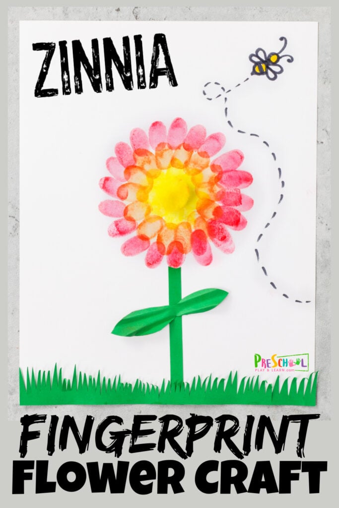 One of my favorite summer flower are pretty Zinnias. They come in so many colors and variteties, but all of them are bright, cheery, and filled with lots of petals. This cute Zinnia flower craft is a fun way to help kids take notice of the many types of flowers in our world. Plus, this flower craft for preschool, toddler, kindergarten, pre-k, and first graders uses a kid favorite technique - fingerprint painting! So add this pretty fingerprint flowers project to your summer bucket list, flower theme, or rainy day activity; kids of all ages will love making these fingerprint art ideas.