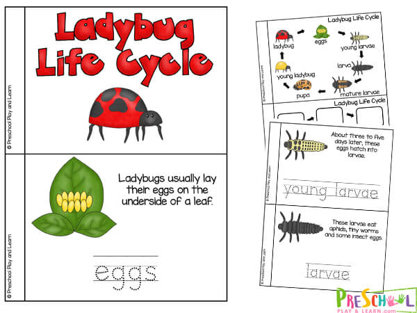 Ladybug Life Cycle Stages