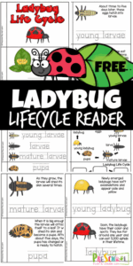 Kids will love learning about the life cycle of a ladybird with this handy, free printable, Ladybug Life Cycle for Kids reader.  Children learn how in the lady beetle life cycle eggs grow into larvae then into pupa then into a lovely little ladybug while reading through this reader. Exploring the ladybug life cycle stages is perfect for preschool, pre-k, kindergarten, first grade, 2nd grade, and 3rd graders. Simply download pdf file with ladybug lifecycle printables and you are ready to play and learn about lifecycles for kids with summer science!