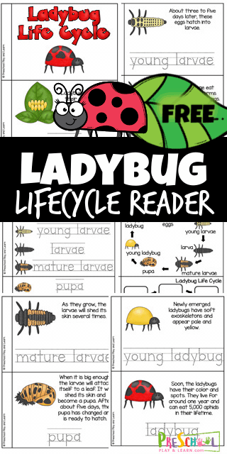 Kids will love learning about the life cycle of a ladybird with this handy, free printable, Ladybug Life Cycle for Kids reader.  Children learn how in the lady beetle life cycle eggs grow into larvae then into pupa then into a lovely little ladybug while reading through this reader. Exploring the ladybug life cycle stages is perfect for preschool, pre-k, kindergarten, first grade, 2nd grade, and 3rd graders. Simply print pdf file with ladybug lifecycle printables and you are ready to play and learn about lifecycles for kids with summer science!