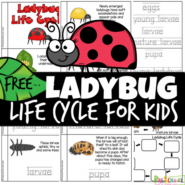 Discover the life cycle of a ladybird with cute Ladybug Life Cycle for Kids reader. FREE life cycles printable for summer science.