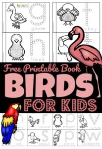 birds for preschoolers