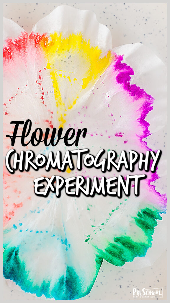 Looking for a fun spring science experiment, a flower activity for preschoolers, or a summer science project to add to your summer bucket list? This pretty flower chromatography is such a simple flower experiment that will engage toddler, preschool, pre-k, kindergarten, first grade, and 2nd graders too.