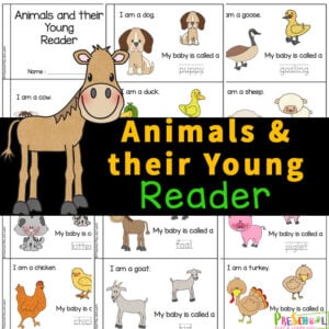 This Animals and their Young printable reader is a great way to work on reading skills while learning about animals and their babies. Use this animals and their young ones activity with preschool, pre-k, kindergarten, and first graders to learn the appropraite scientific term for each animals' young. Use this as part of a baby animal lesson plans for preschool. Simply print pdf file with animal worksheets and you are ready to play and learn!