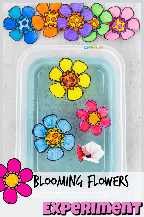 Simple Blooming Flowers Capillary Action Experiment (free template)