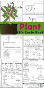 plant life cycle printables