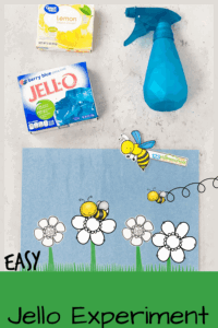Kids will have fun learning what bees, bugs, and insects are doing when they are pollinating flowers, fruits, and vegetables with this SIMPLE pollination experiment. In this Jello Experiment toddler, preschool, pre-k, and first graders will pollinate flowers with our bee template and printables to visually see what happens. This bee experiment is quick and easy and perfect for spring or summer learning and summer camps too!