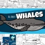 whales for kids
