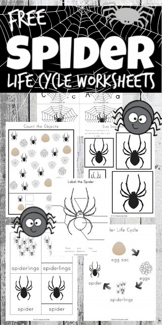 spider-life-cycle-worksheets