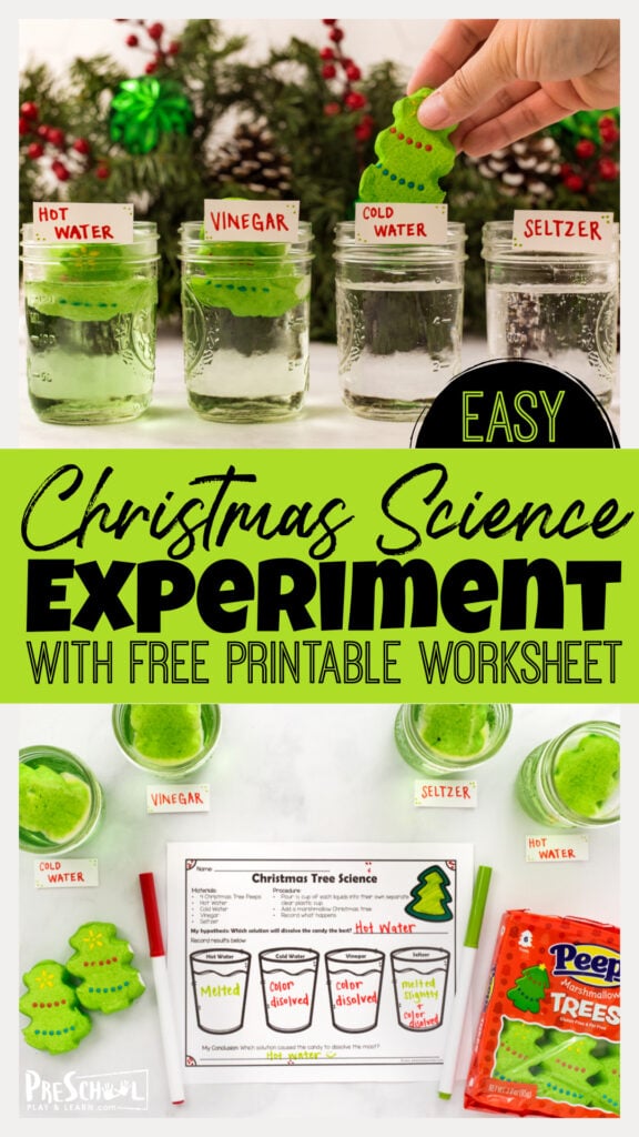 Kids will love this simple dissolving holiday peeps activity to learn science while having fun. This fun christmas activities for preschoolers, kindergartners, and grade 1 students is a great way to sneak an easy christmas science experiment in during the month of December.  Plus it includes a free printable christmas worksheet to extend the learning!