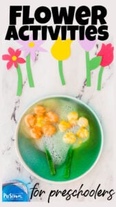 If you are looking for a simple, fun flower activity for preschooolers - you will love this baking soda and vinegar experiment! In this flower activities, pre-k, kindergarten, first grade, and 2nd graders will what a simple chemical reaction take place between vinegar and baking soda. This a really easy flower science experiments for preschoolers that is the perfect addition to a flower themes for preschool!