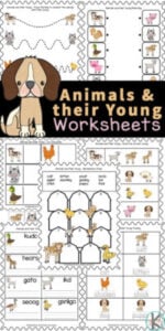Children will have fun learning about animals with these animals and their young worksheets. In this set are a variety of animals and their young ones worksheet choices for preschool, pre-k, kindergarten, first grade, 2nd grade, 3rd grade, and 4th graders too. We have simple animals and their babies worksheet optoins for young children, matching baby animals to their mothers, cute animal cut and paste, tracing animal names, unscrambling letters, and more. Simply print animal worksheets for kindergarten and you are ready to play and learn in your next animal theme or zoo theme.