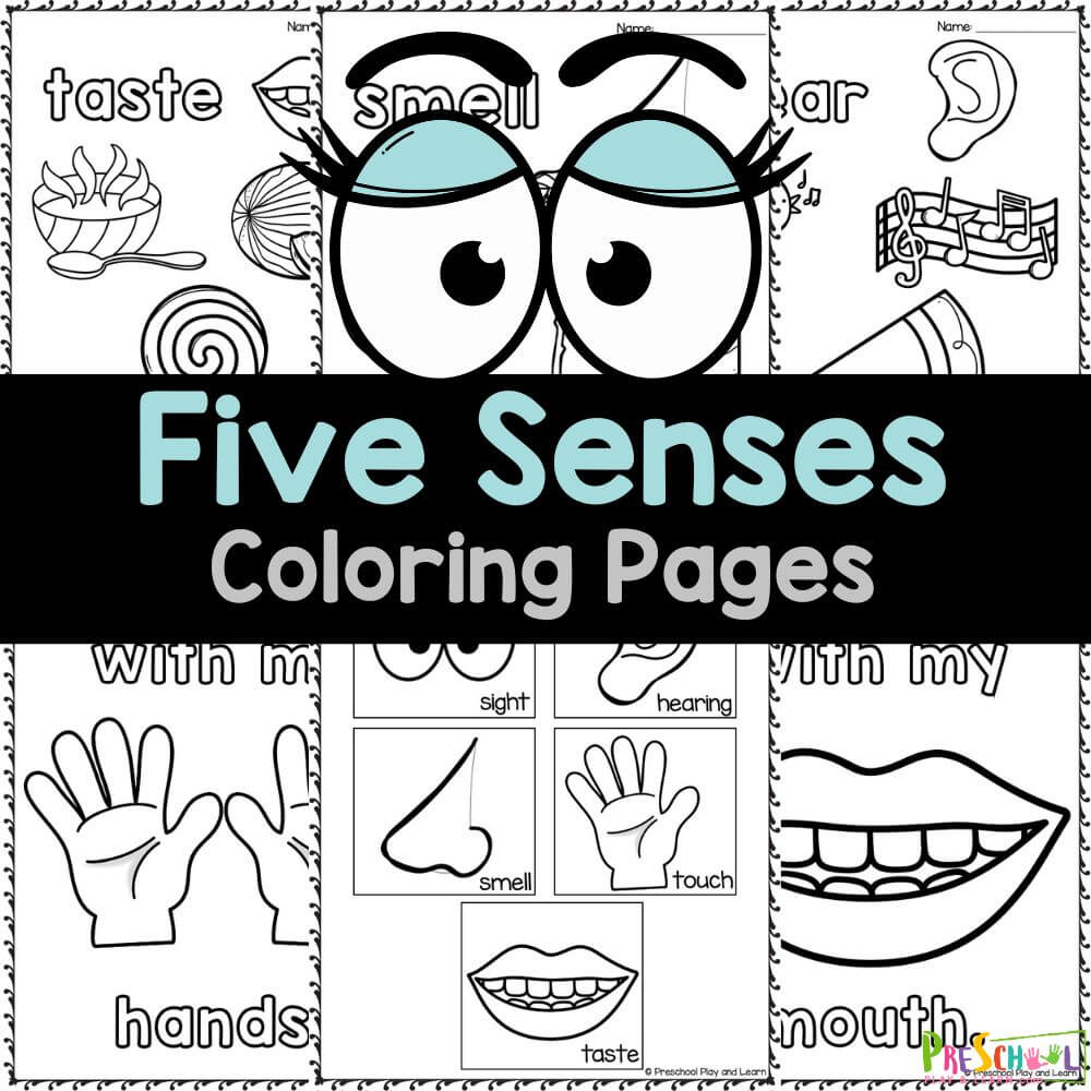 Explore the 5 senses for kids with our free printable five senses coloring pages, designed to help young children discover touch, taste, sight, smell, and hearing in a fun and interactive way!