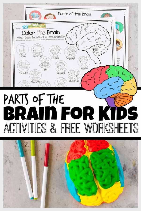 parts-of-the-brain-for-kids